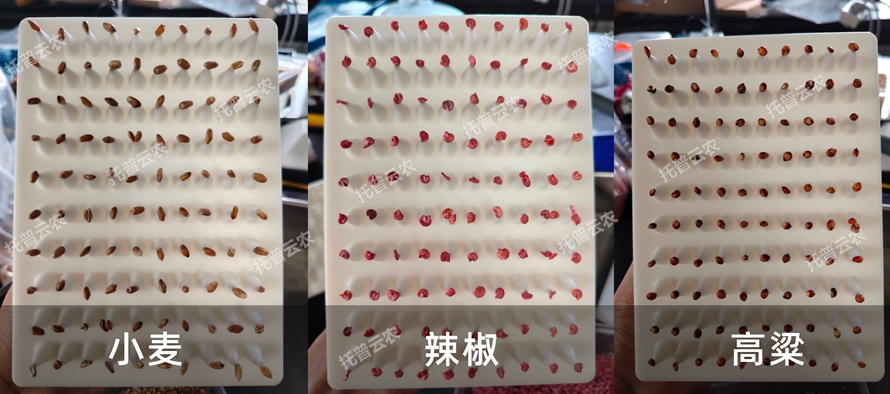 TP-SZC-50多功能真空數種置床臺